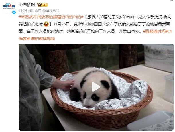 旅俄大熊猫幼崽“奶凶”画面曝光：抬起爪子并发出咆哮