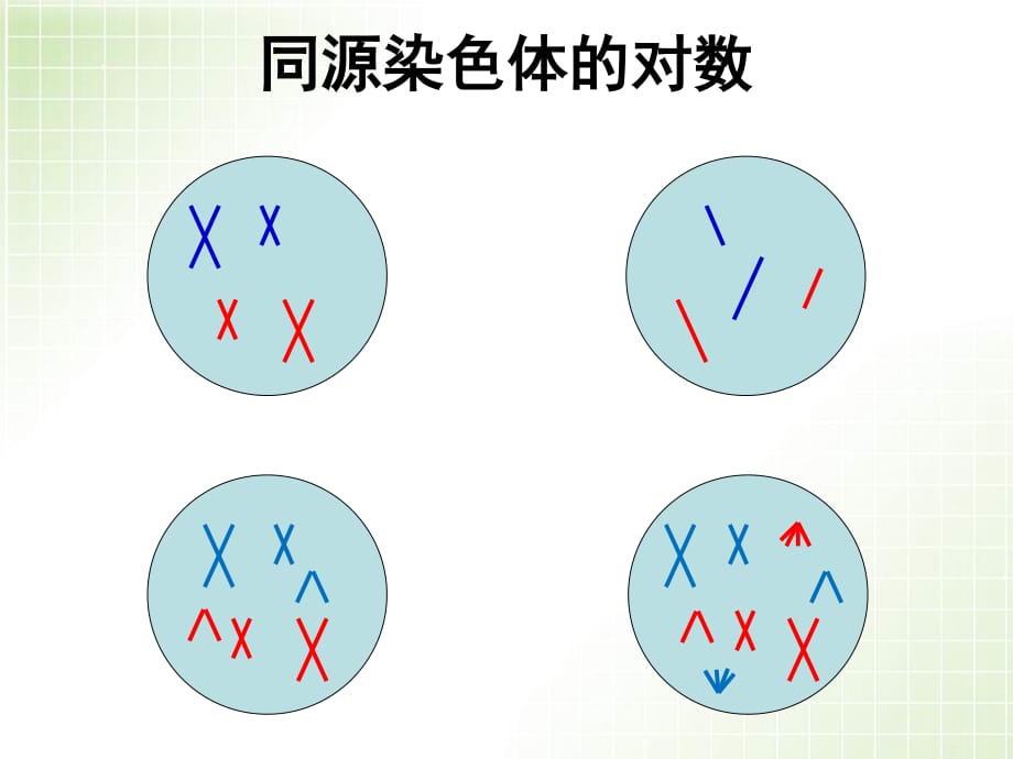 同源染色体的定义和功能