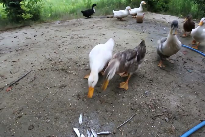 鸭子喜欢食用的食物种类