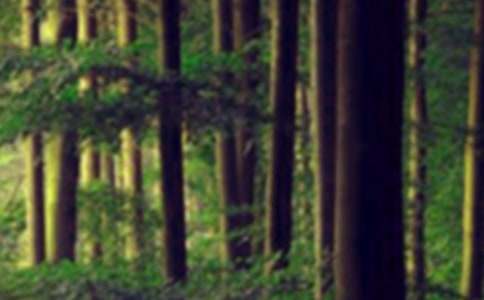 保护森林的环保标语