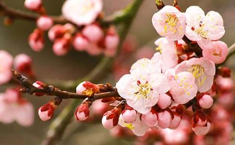 描写桃花的诗句（精选280句）