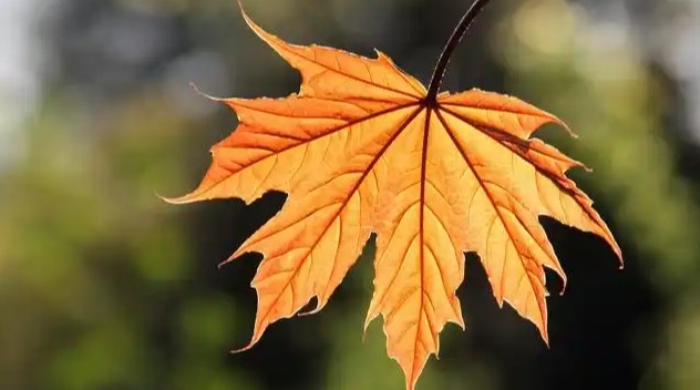 秋天的叶子作文1000字