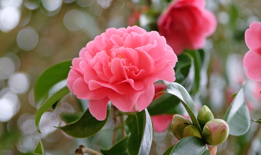 美丽的茶花作文400字